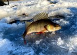 Åpen Isfiskekonkurranse på Allumtjønna 22.februar kl 11- 14  OBS:AVLYST !!!