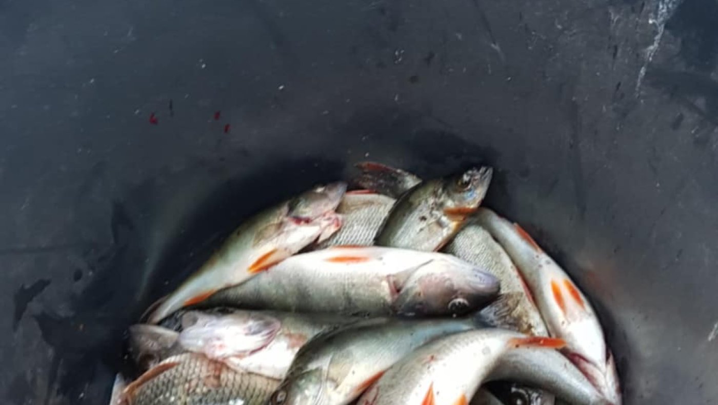 Fisking på Borrevannet 21.05.25