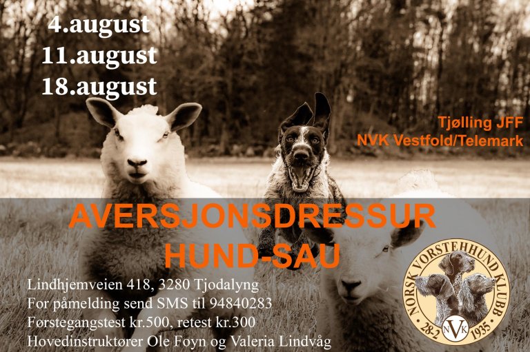 Velkommen til avrsjonsdressur hund sau.