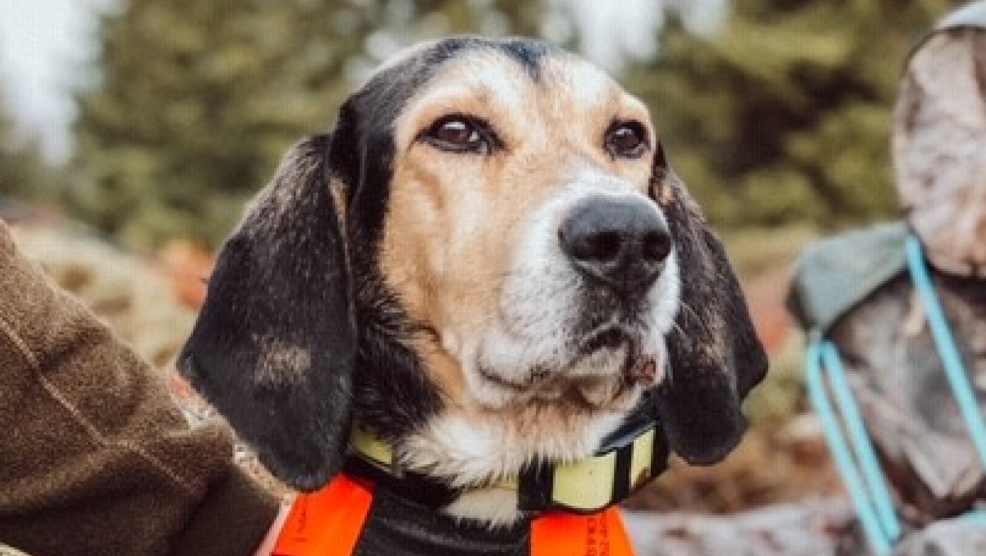 Introjakt hare (2025)