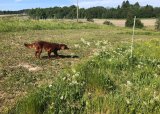 Fuglehundtrening - 09-04-2025