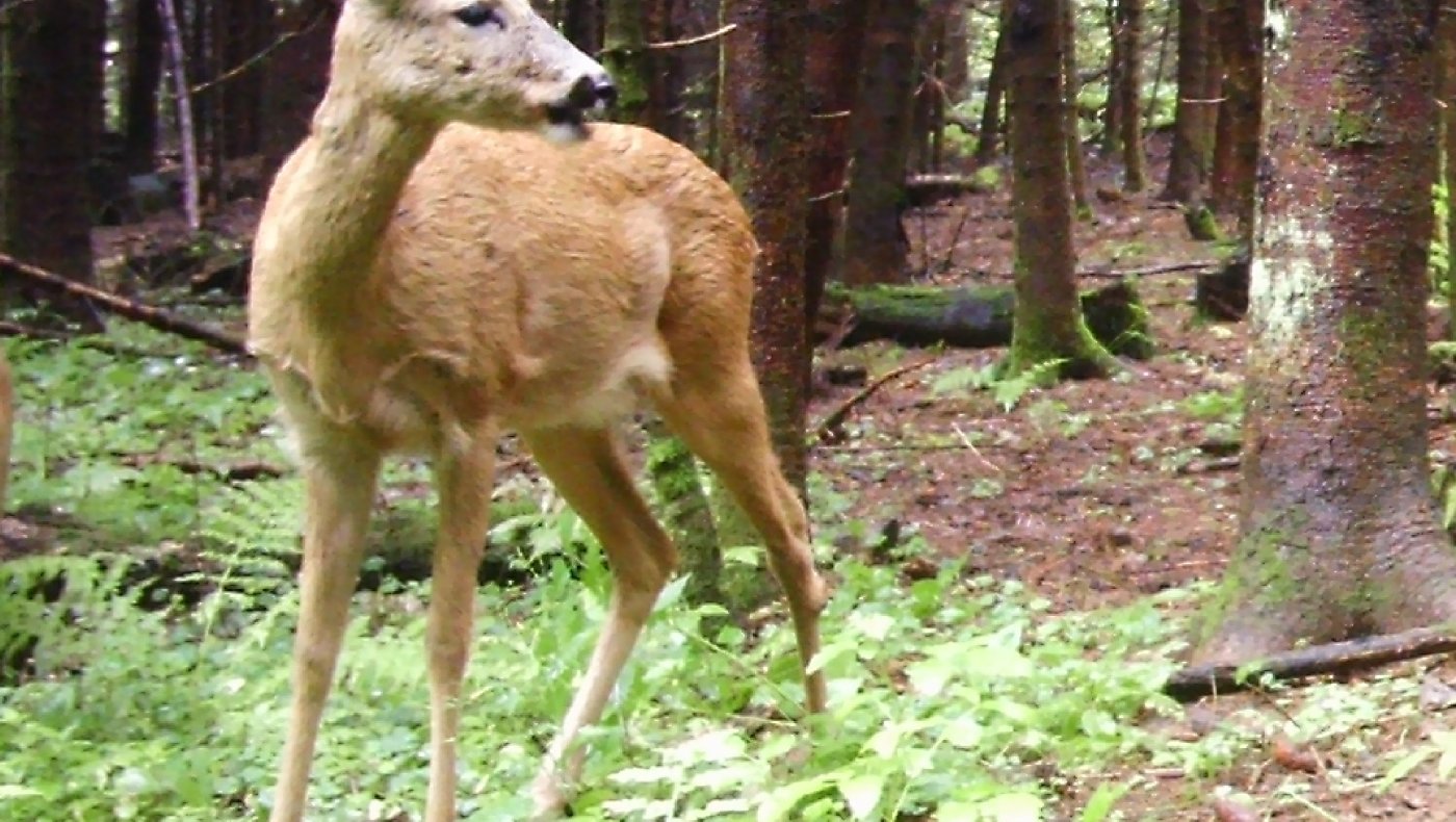 Introjakt - Rådyrjakt med hund - 08-11-2025