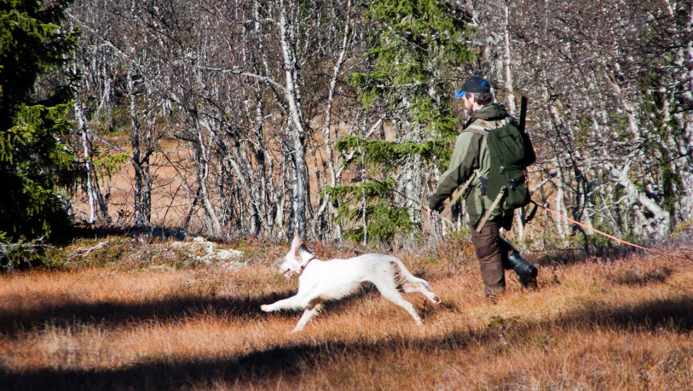 Opplæringsjakt: Småvilt