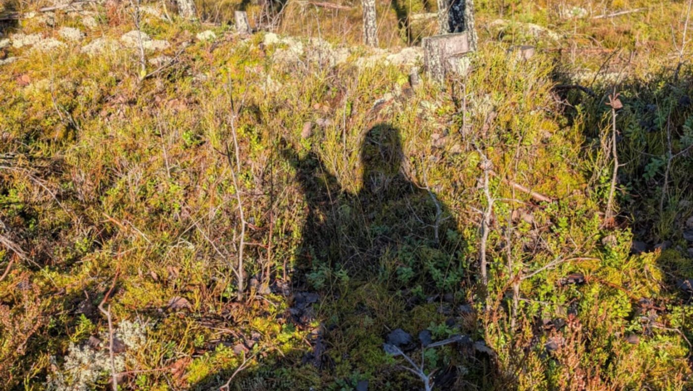 Introjakt Rådyr for Ungdom & Nybegynnere