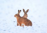 Introjakt hare, lørdag 23. november