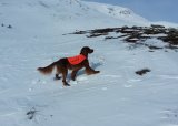 Jakthunddressur Instruktør Sør-Varanger 23.-25. mai