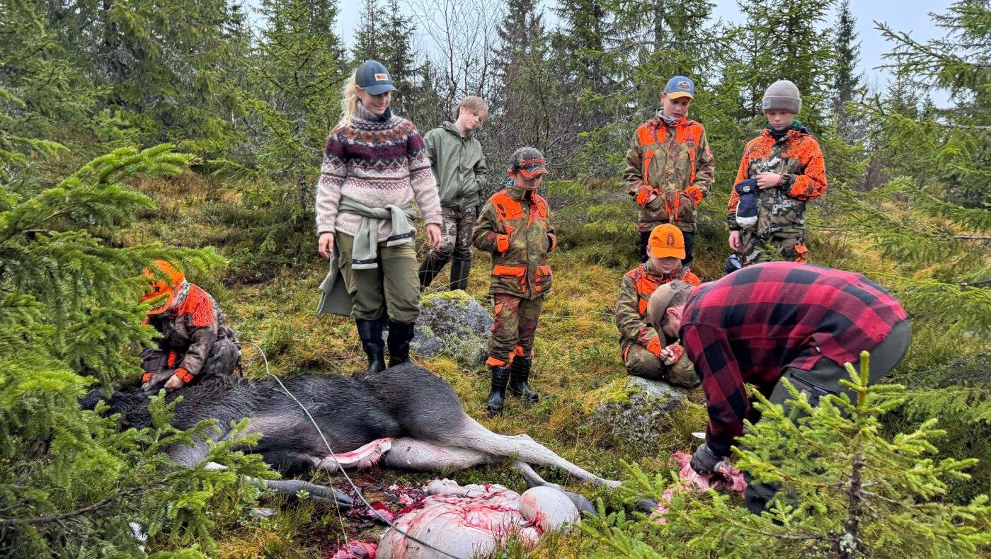 Elgjakt med overnatting på koie