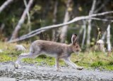 Harejakt for junior og nybegynner