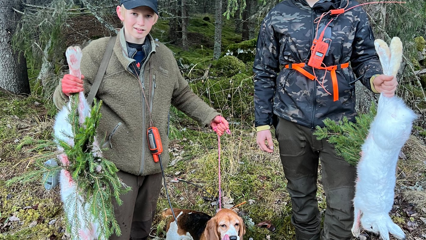 Introjakt fugl og hare