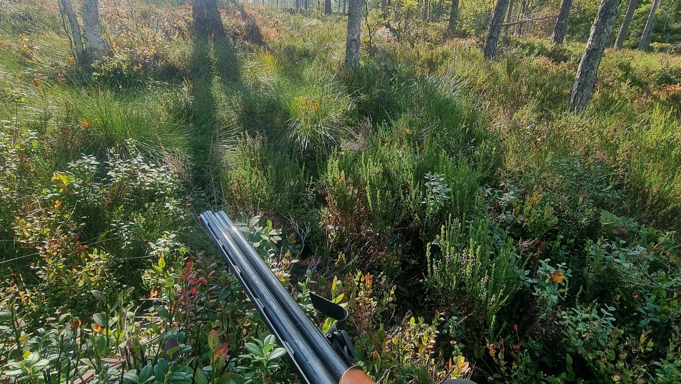Introjakt på Rådyr med hund