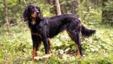 Gordon Setter