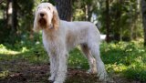 Italiensk spinone