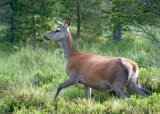 Opplæringsjakt for førstegangsjegere - Sula