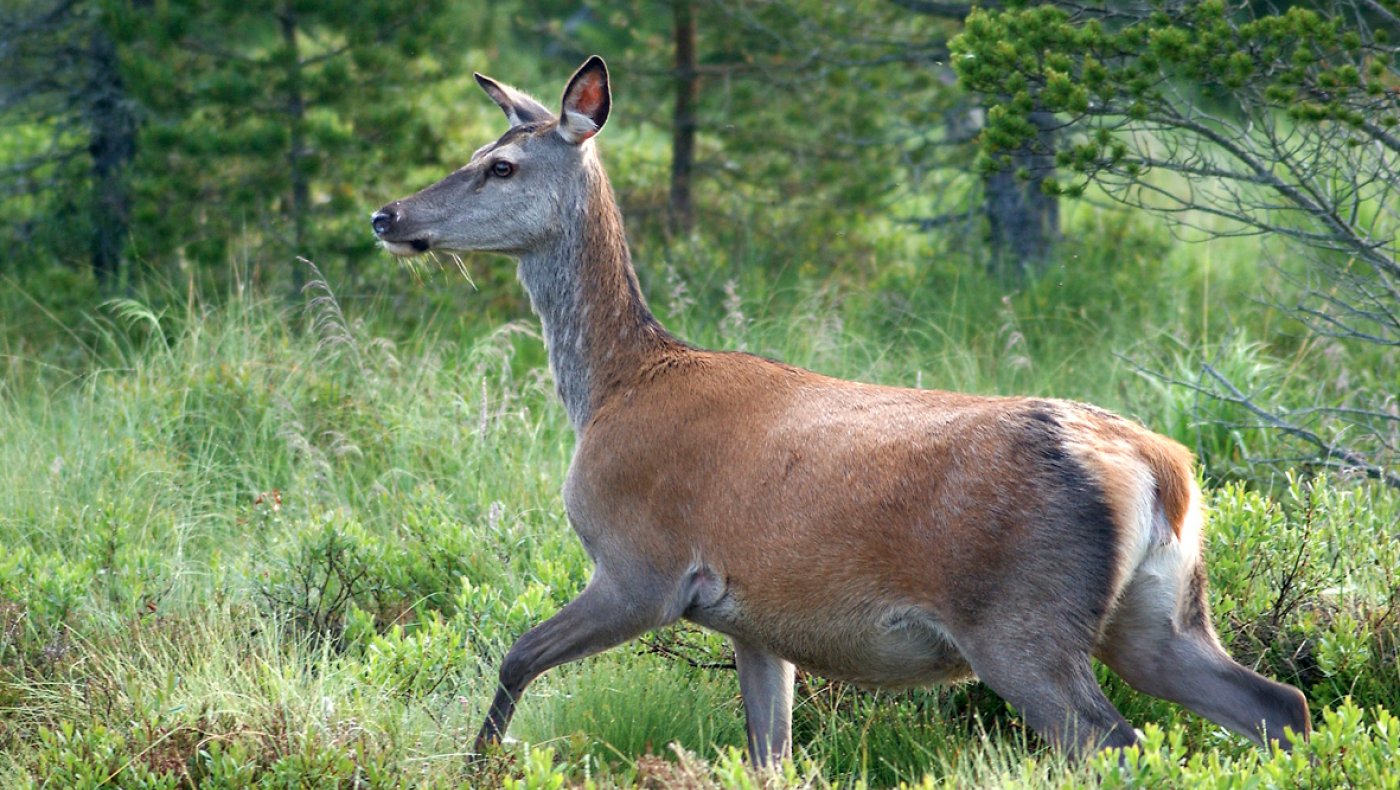 Hjortesafari