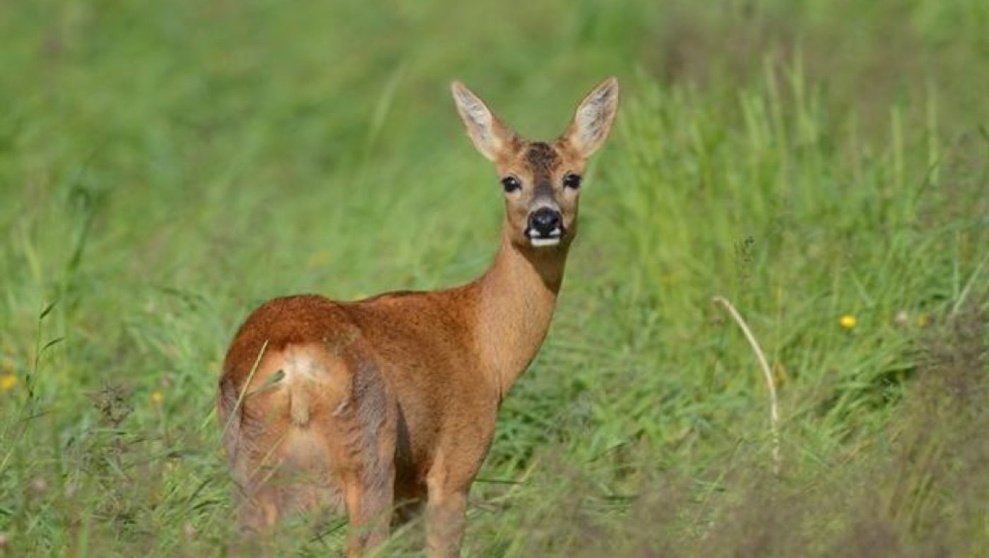 Introjakt Rådyr 2025