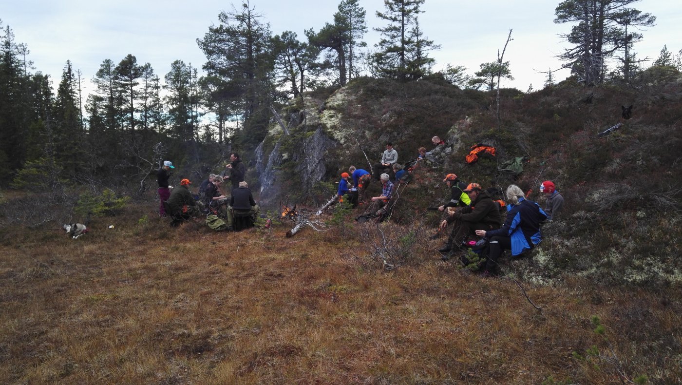 Introjakt på rådyr med løshund