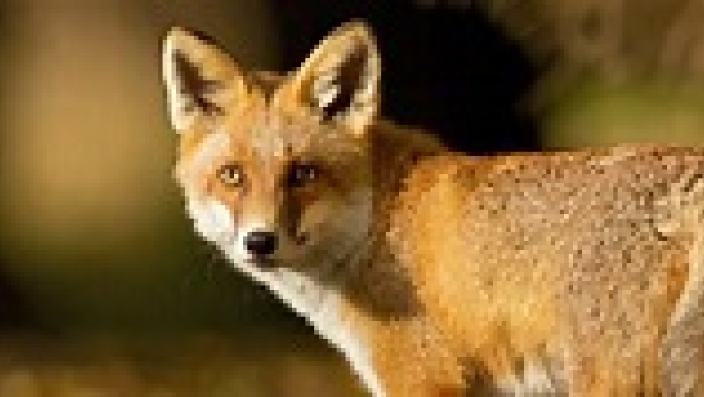 INTROJAKT på Rev og Hare - 08-11-2025