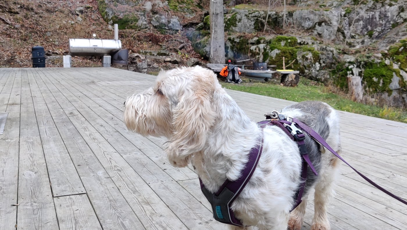 Introjakt rådyr m/drivende hund 12.nov 2025