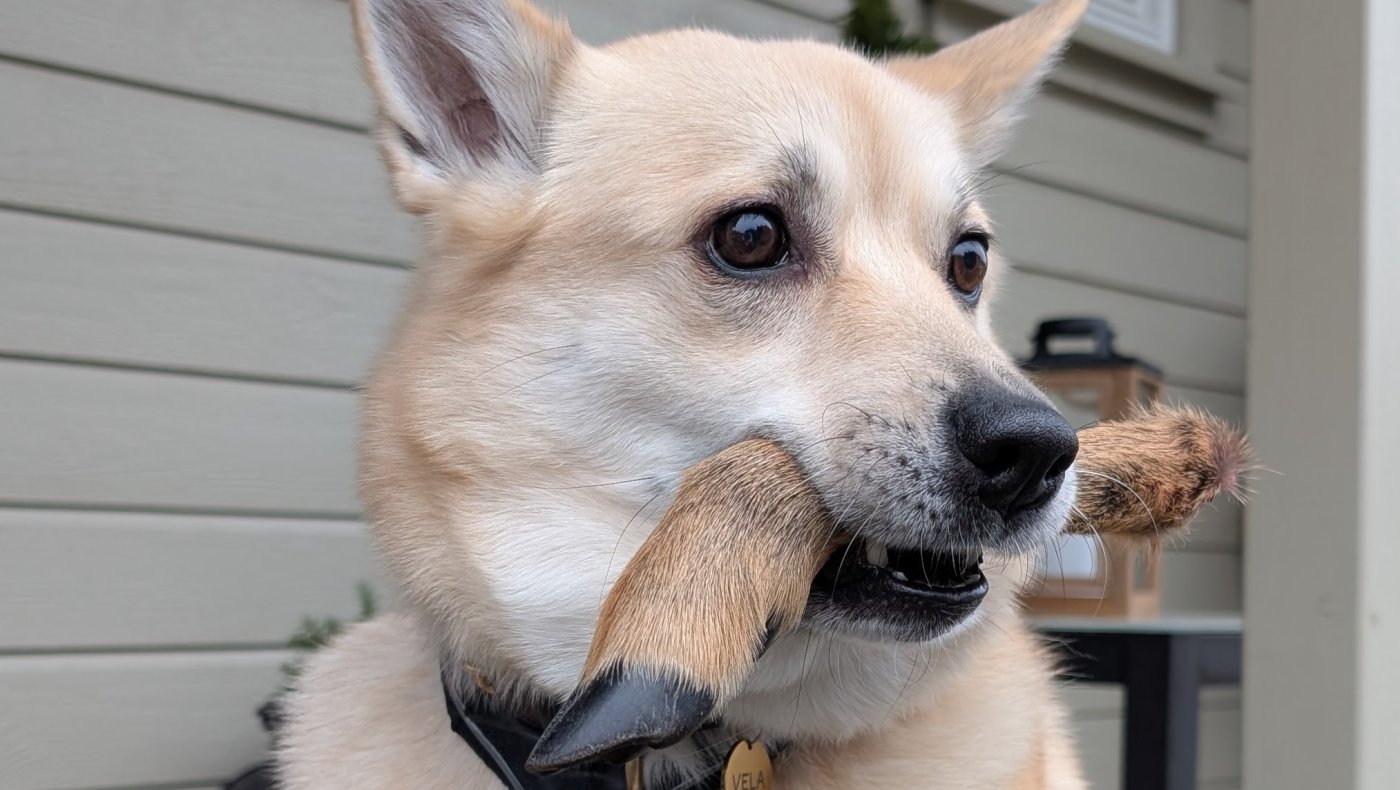 Introjakt rådyr m/drivende hund 17.nov 2025