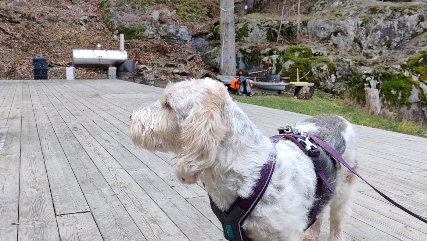 Introjakt rådyr m/drivende hund 9.nov 2025