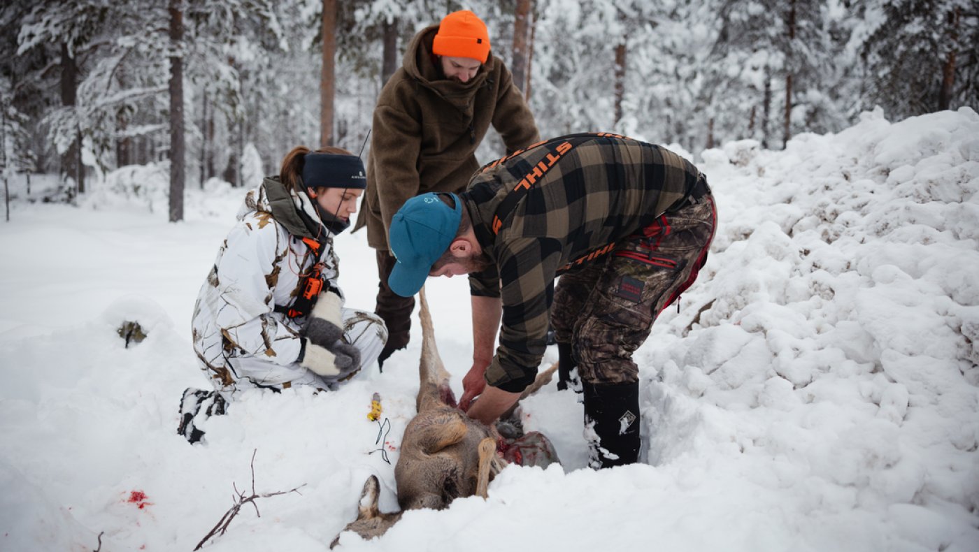 Introjakt på rådyr