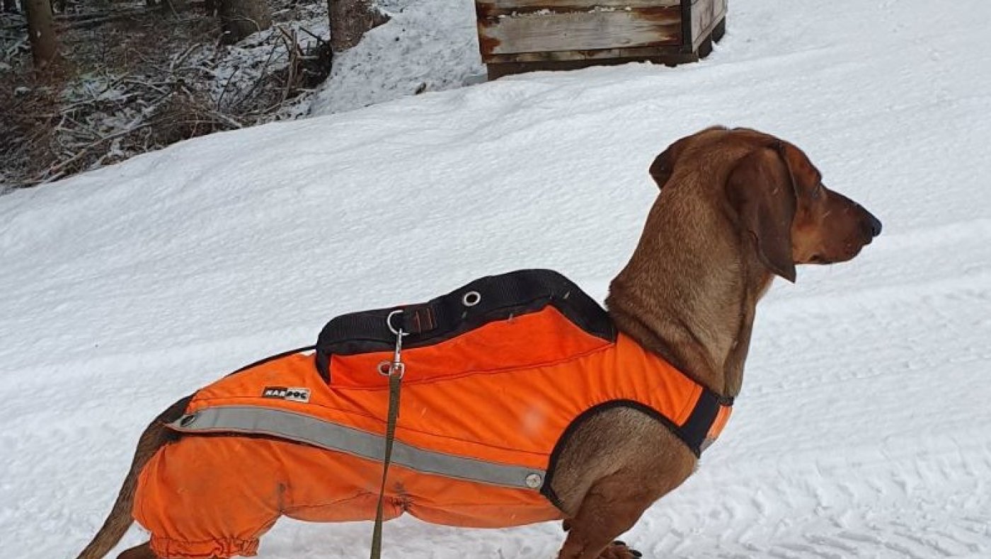Introjakt Rådyrjakt med hund 2025