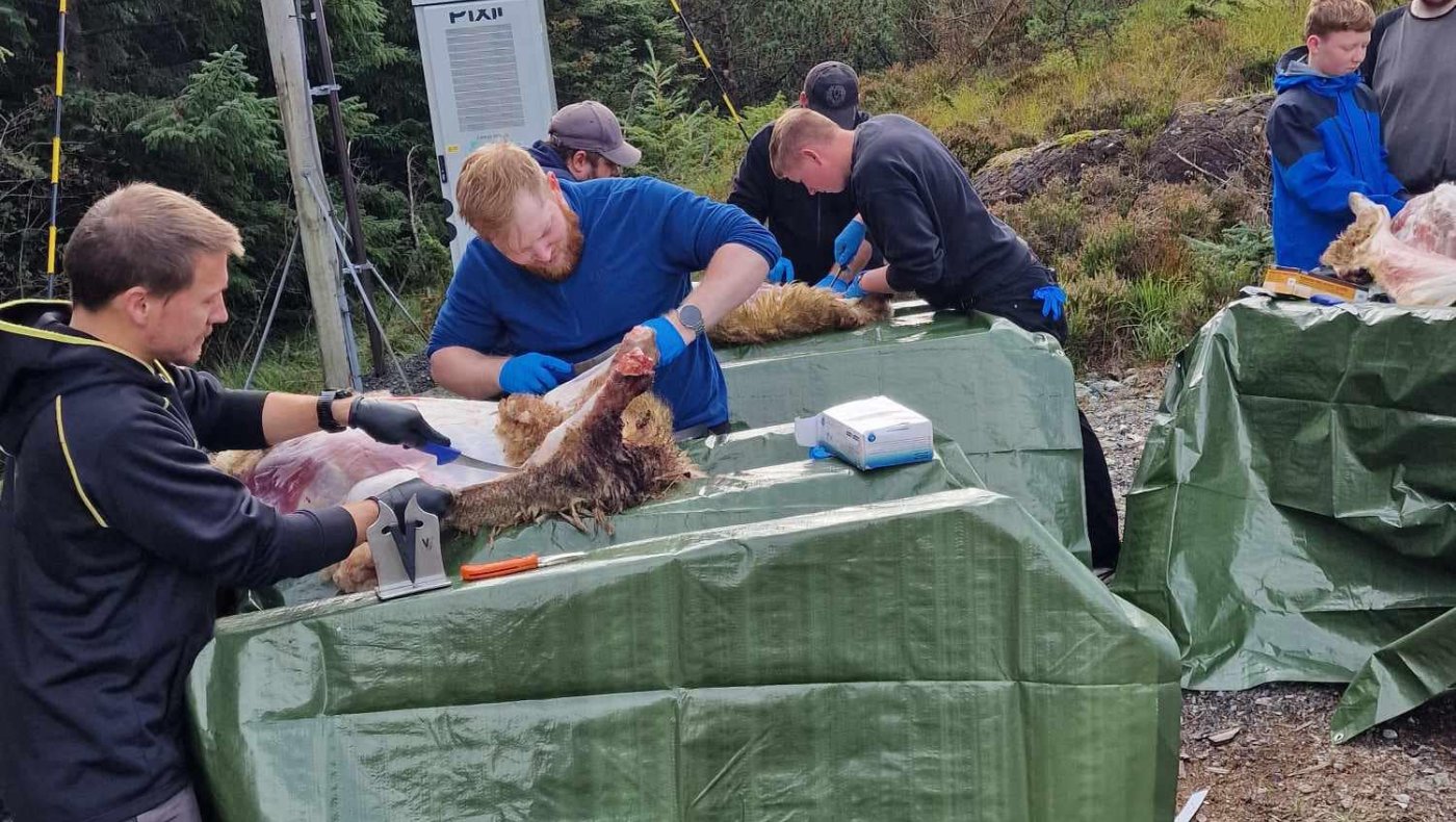 Slakte- og vommingskurs kurs