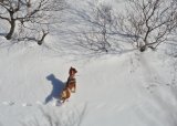 Sesongkort trening fuglehund Gaularfjell haust 2024 - vår 2025