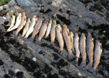 Fiskekonkurranse på Fjærlandssete 2024