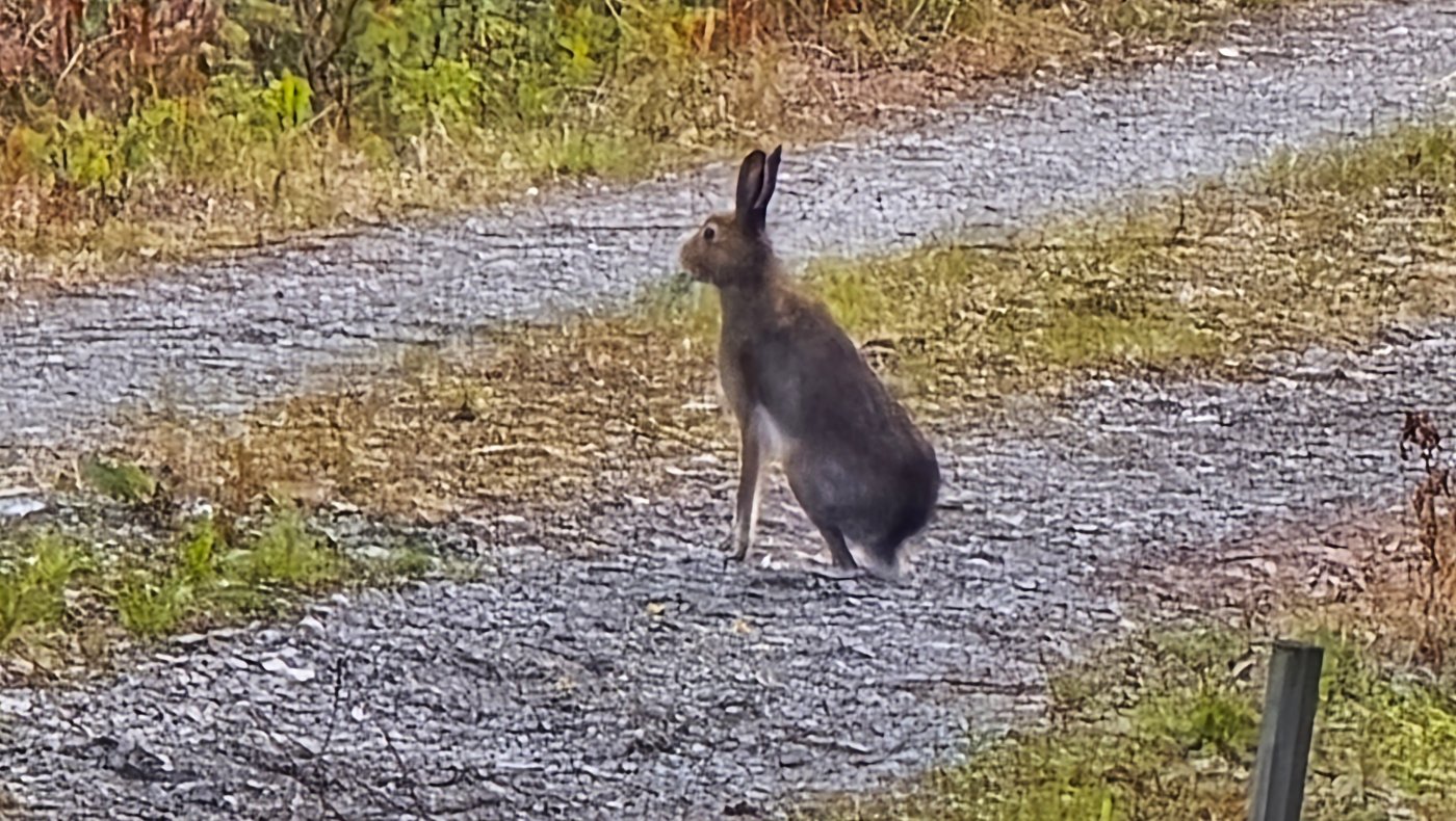 Introjakt Hare - Hølonda JFF