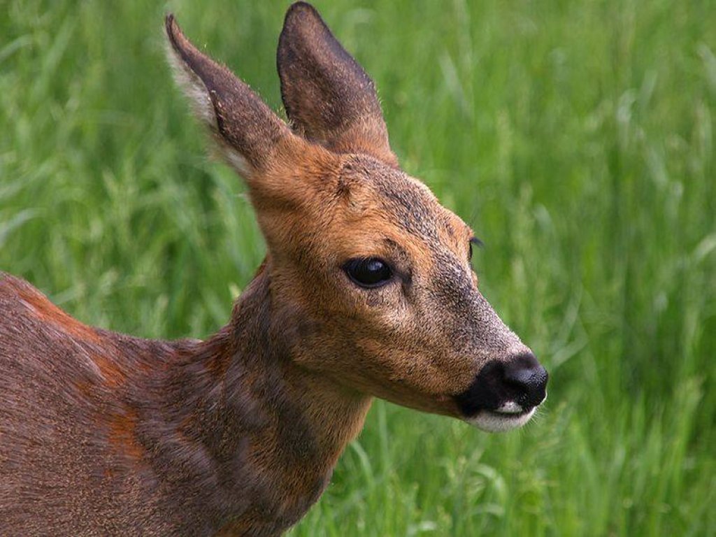 Rådyrjakt med hund - Bamble Jeger- og Fiskerlag