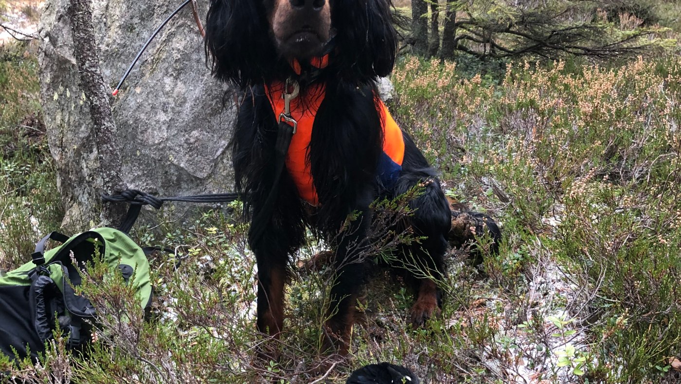 Introjakt skogfugl med stående/støtende hund