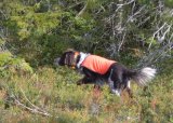 Introjakt - Skogsfugljakt med fuglehund