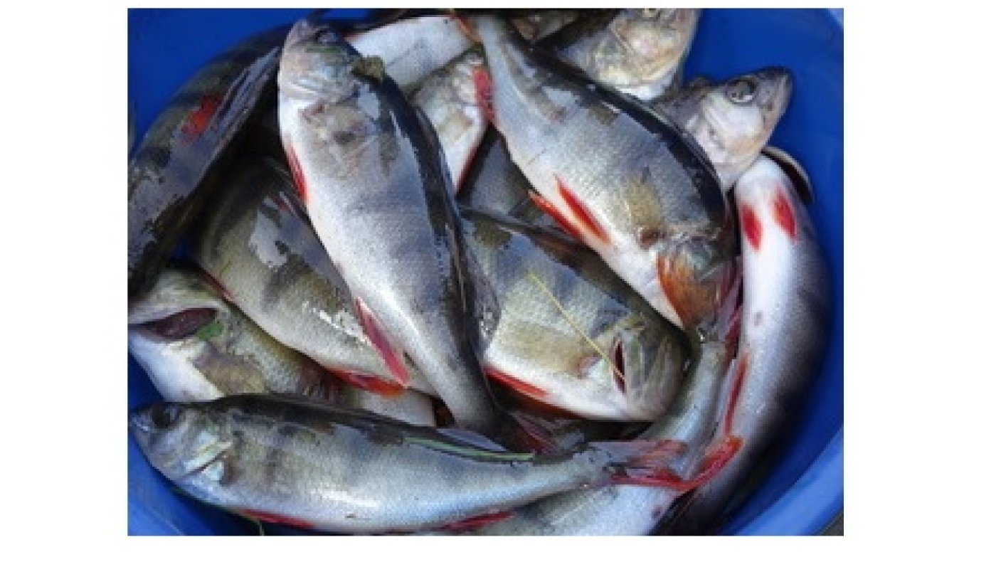 Fisketur med 1.klasse 16.juni